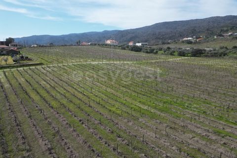 Grond in Torre de Moncorvo, Braganca, Torre de Moncorvo - € 236.000 | Ref: BG99521MG - foto 13
