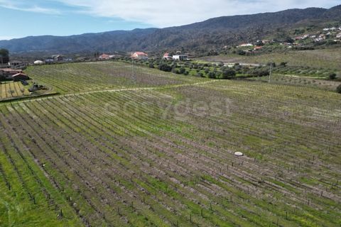 Grond in Torre de Moncorvo, Braganca, Torre de Moncorvo - € 236.000 | Ref: BG99521MG - foto 14