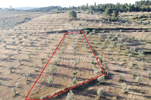 Byhus i Mirandela, Braganca, Mirandela - € 140.000 | Ref: 061461 - foto 26