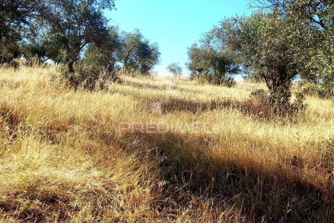 Terra a Alandroal, Evora, Alandroal - € 65.000 | Ref: 061628 - foto 6