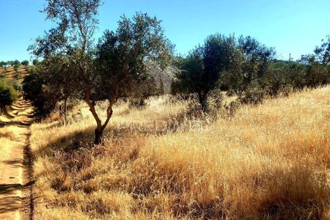 Terra a Alandroal, Evora, Alandroal - € 65.000 | Ref: 061628 - foto 7