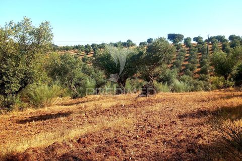 Terra a Alandroal, Evora, Alandroal - € 65.000 | Ref: 061628 - foto 13