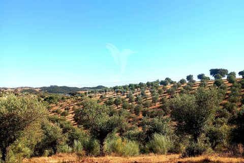 Terra a Alandroal, Evora, Alandroal - € 65.000 | Ref: 061628 - foto 16