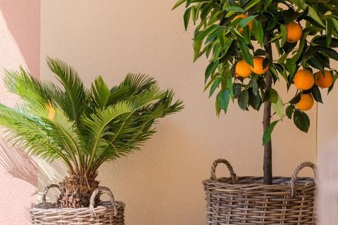 Rekkehus i Punta Prima, Alicante, Punta Prima - € 280 000 | Ref: CSPX-49936 - foto 3
