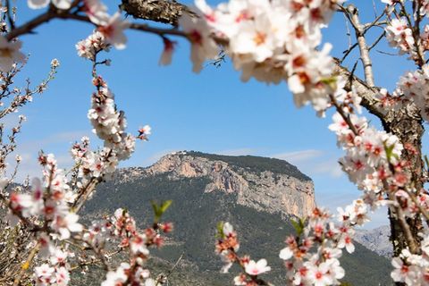 Landejendom i Alaro, Mallorca, Alaro - € 960.000 | Ref: 7148 - foto 2