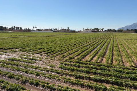 Grond in Catral, Alicante, Catral - € 249.900 | Ref: F140/3390 - foto 5