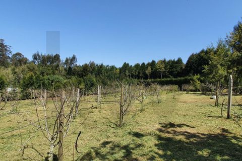 Helårsgrund i Santana, Madeira, Santana - € 220.000 | Ref: KWPT-035039 - foto 4