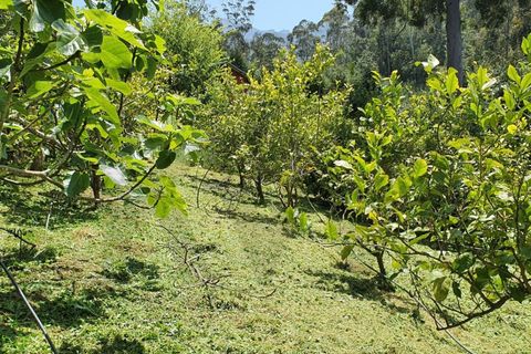 Helårsgrund i Santana, Madeira, Santana - € 220.000 | Ref: KWPT-035039 - foto 7