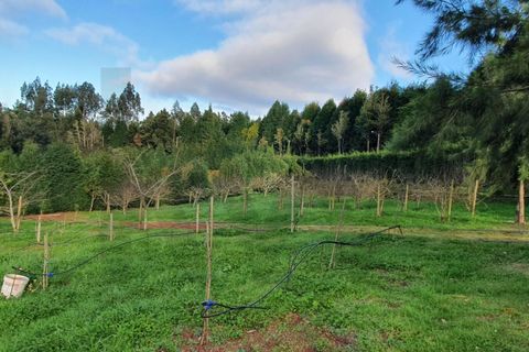 Helårsgrund i Santana, Madeira, Santana - € 220.000 | Ref: KWPT-035039 - foto 11