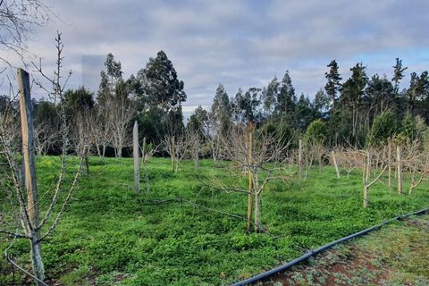 Helårsgrund i Santana, Madeira, Santana - € 220.000 | Ref: KWPT-035039 - foto 12