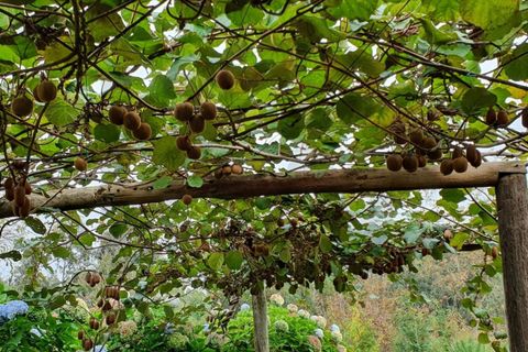 Helårsgrund i Santana, Madeira, Santana - € 220.000 | Ref: KWPT-035039 - foto 15