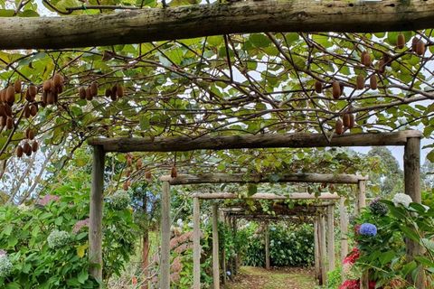 Helårsgrund i Santana, Madeira, Santana - € 220.000 | Ref: KWPT-035039 - foto 16