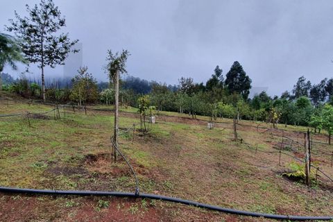 Helårsgrund i Santana, Madeira, Santana - € 220.000 | Ref: KWPT-035039 - foto 19