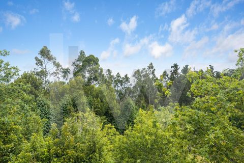 Helårsgrund i Santana, Madeira, Santana - € 220.000 | Ref: KWPT-035039 - foto 33