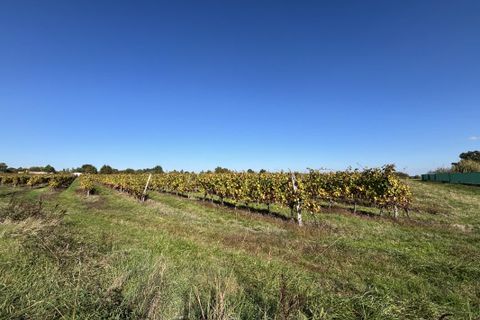 Terra a Le Pout, Gironde, Le Pout - € 62.500 | Ref: MB-3006-Le_Pout2 - foto 2