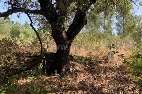 Herregård i Castelo Branco, Castelo Branco, Castelo Branco - € 30 000 | Ref: 102260128 - foto 10