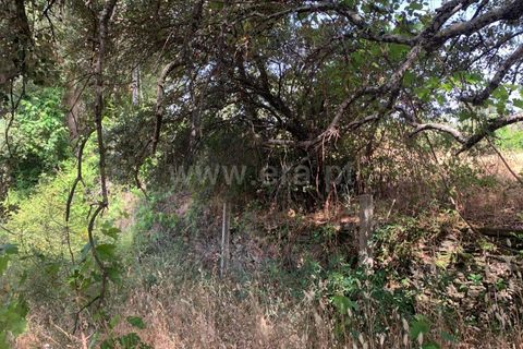 Herregård i Castelo Branco, Castelo Branco, Castelo Branco - € 30 000 | Ref: 102260128 - foto 11