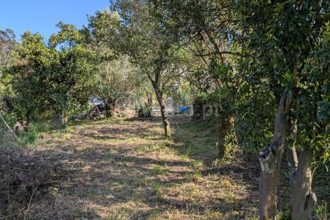 Helårsgrund i Ponte de Lima, Viana do Castelo, Ponte de Lima - € 88.000 | Ref: 254260820 - foto 13