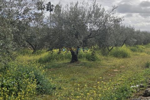 Terra a Beniganim, Valencia, Beniganim - € 68.000 | Ref: PNPT292 - foto 13