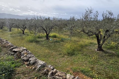Terra a Beniganim, Valencia, Beniganim - € 68.000 | Ref: PNPT292 - foto 14