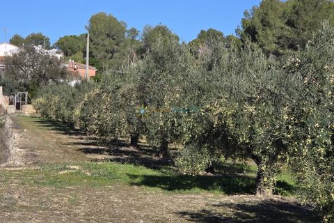 Terra a Beniganim, Valencia, Beniganim - € 68.000 | Ref: PNPT292 - foto 5