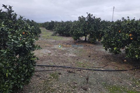 Terra a Senyera, Valencia, Senyera - € 8.000 | Ref: PNPT285 - foto 1