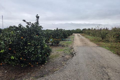 Terra a Senyera, Valencia, Senyera - € 8.000 | Ref: PNPT285 - foto 2