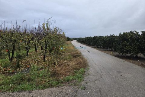 Terra a Senyera, Valencia, Senyera - € 8.000 | Ref: PNPT285 - foto 5