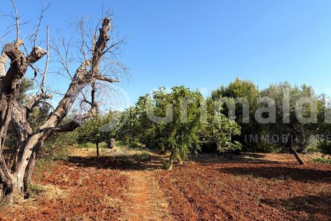 Villa i Sannicola, Lecce, Sannicola - € 140.000 | Ref: 140portolano - foto 22