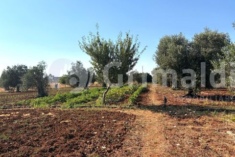 Villa i Sannicola, Lecce, Sannicola - € 140.000 | Ref: 140portolano - foto 25