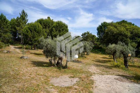Herregård i Tabua, Coimbra, Tabua - € 545 000 | Ref: LMF 144 - foto 42