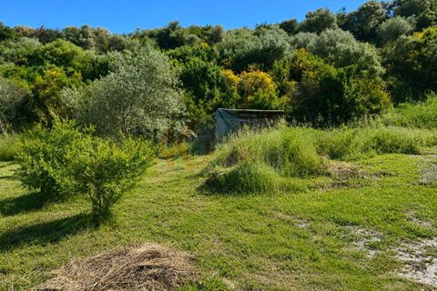 Terra a Codrongianos, Sassari, Codrongianos - € 27.000 | Ref: 14034 - foto 6