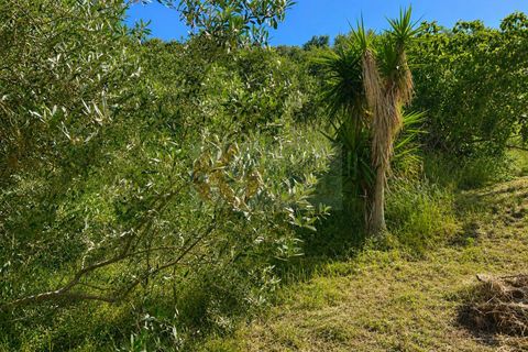 Terra a Codrongianos, Sassari, Codrongianos - € 27.000 | Ref: 14034 - foto 12