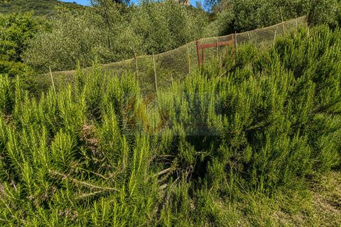 Terra a Codrongianos, Sassari, Codrongianos - € 27.000 | Ref: 14034 - foto 13