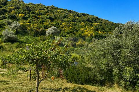 Terra a Codrongianos, Sassari, Codrongianos - € 27.000 | Ref: 14034 - foto 15