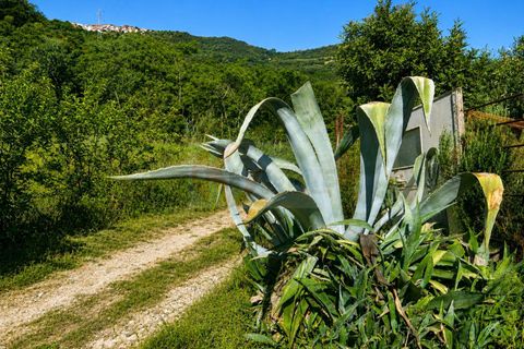 Terra a Codrongianos, Sassari, Codrongianos - € 27.000 | Ref: 14034 - foto 16