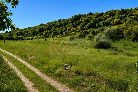Terra a Codrongianos, Sassari, Codrongianos - € 27.000 | Ref: 14034 - foto 17