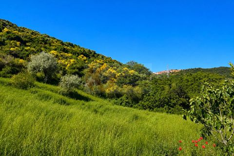 Terra a Codrongianos, Sassari, Codrongianos - € 27.000 | Ref: 14034 - foto 18