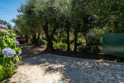 Farm i Ponte de Lima, Viana do Castelo, Ponte de Lima - € 260.000 | Ref: PTL-004-145 - foto 38