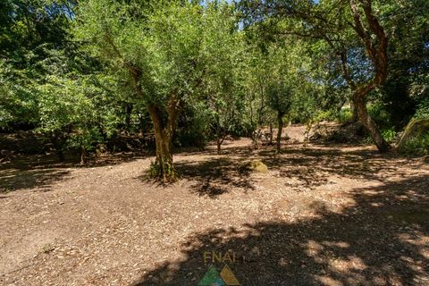 Farm i Ponte de Lima, Viana do Castelo, Ponte de Lima - € 260.000 | Ref: PTL-004-145 - foto 42
