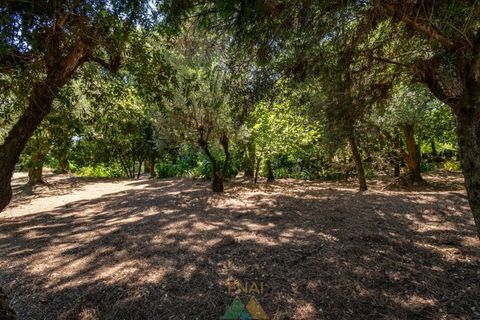 Farm i Ponte de Lima, Viana do Castelo, Ponte de Lima - € 260.000 | Ref: PTL-004-145 - foto 45