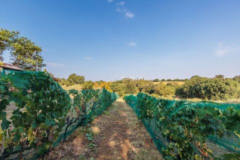 Landejendom i Bibbona, Livorno, Bibbona - € 1.750.000 | Ref: ILV92479-1392133 - foto 28