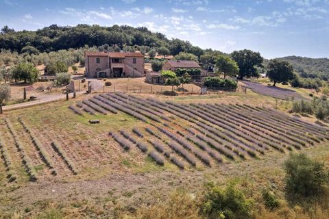 Villa i Gavorrano, Grosseto, Gavorrano - € 1.650.000 | Ref: ILV93256-1407099 - foto 13