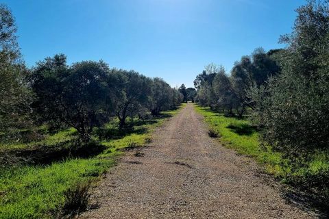 Helårsgrund i Ceyras, Herault, Ceyras - € 89.000 | Ref: 34B-L_OLIVERAIE - foto 1