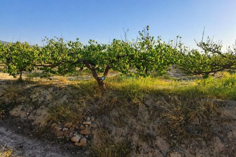 Grond in Albaida, Valencia, Albaida - € 100.000 | Ref: PNPT258 - foto 15