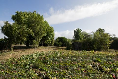 Helårsgrund i Ponte de Lima, Viana do Castelo, Ponte de Lima - € 400.000 | Ref: TC129 - foto 4