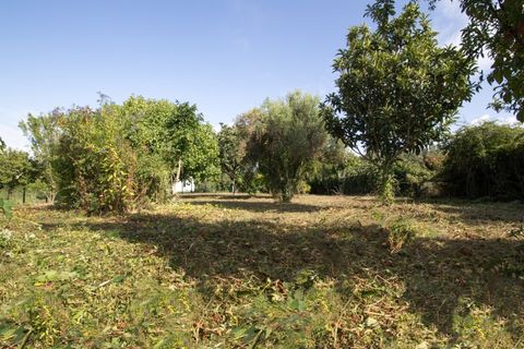 Helårsgrund i Ponte de Lima, Viana do Castelo, Ponte de Lima - € 400.000 | Ref: TC129 - foto 5