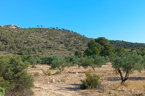 Terra em Yecla, Murcia, Yecla - € 13.000 | Ref: 41090-PB - foto 2
