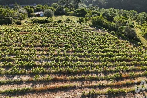 Grond in Mafra, Lisbon, Mafra - € 240.000 | Ref: 962815 - foto 5