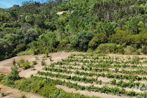 Grond in Mafra, Lisbon, Mafra - € 240.000 | Ref: 962815 - foto 15